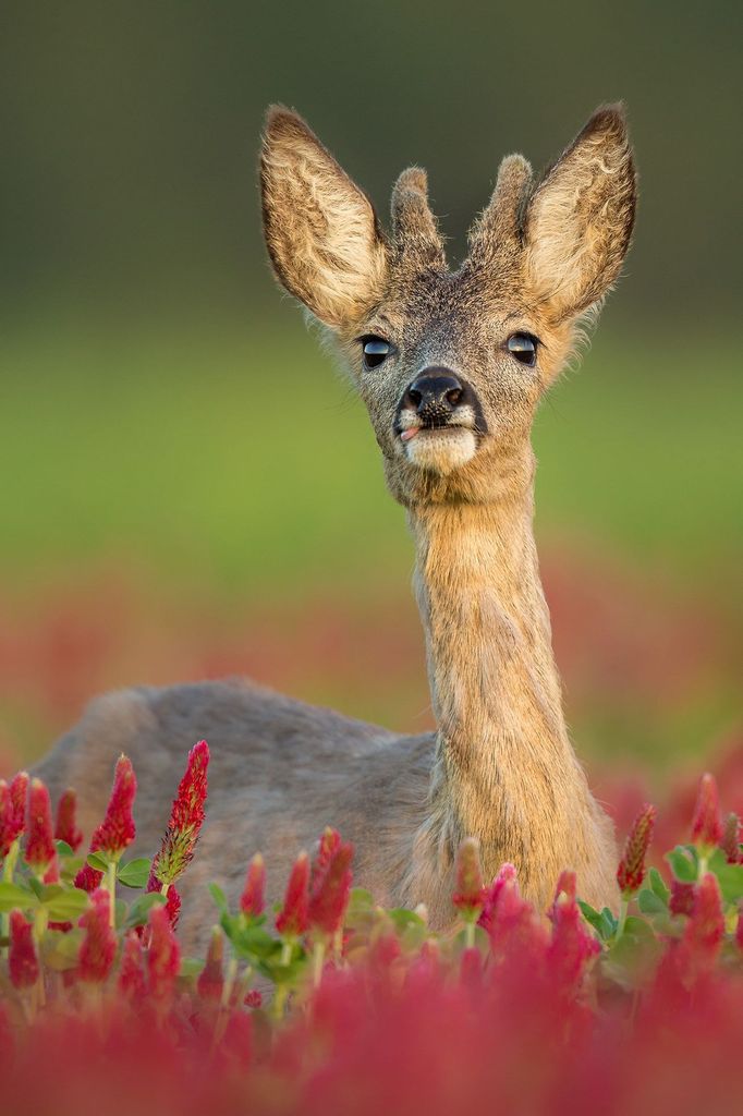 Czech Nature Photo 2019 - nominace