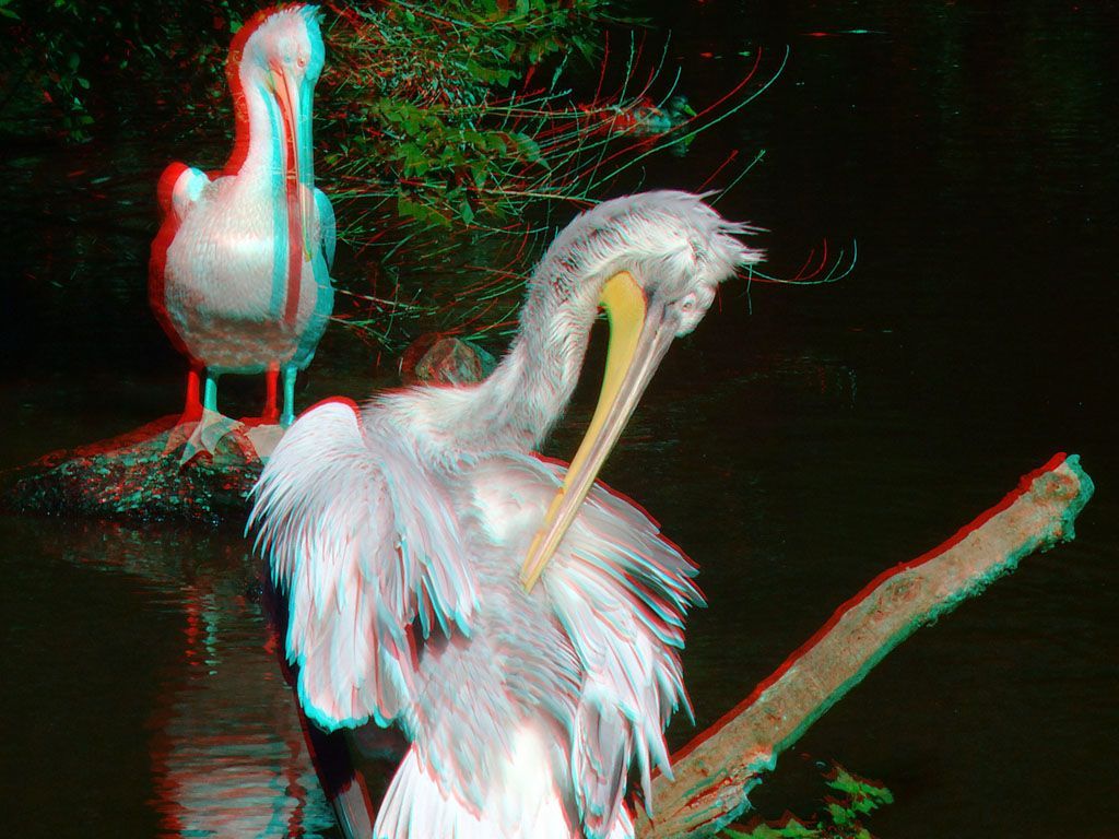 ZOO 3D