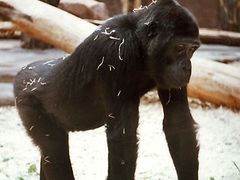Gorily - jeden z hlavních taháků pražské zoo