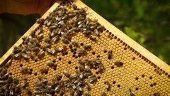 Europrojekt - včelařství v ČR