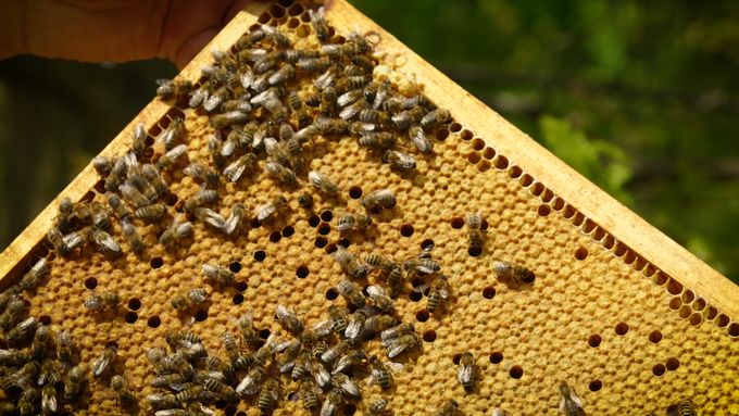 Včelař Michal Doubek v krátkém videu hovoří o tom, zda je těžké uživit se jako včelař, na co si dát pozor při prodeji medu a jak by mohla pomoci EU.
