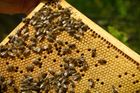 Včelařem navzdory. Chovatelé řeší klima i pesticidy, poezii nahrazují technologie