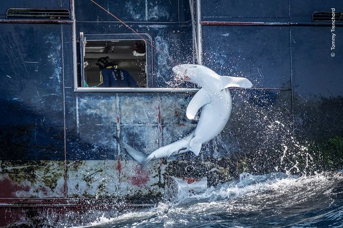 Fotografie ze soutěže Wildlife Photographer of the Year 2024