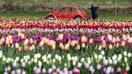 Kultovní VW Brouk zaparkovaný mezi tulipány dodává festivalu retro atmosféru. Návštěvník si užívá pohled na květinové moře i ikonický vůz, který k jarním výletům neodmyslitelně patří.