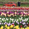 Tulipány