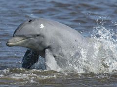 U břehů Floridy a dalších států na pobřeží Mexického zálivu bylo v posledních dnech spatřeno nezvykle velké množství delfínů