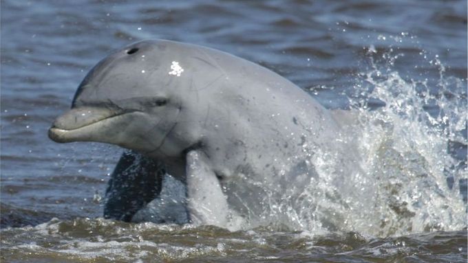 Delfíni možná nabídnou klíč k lidským chorobám.
