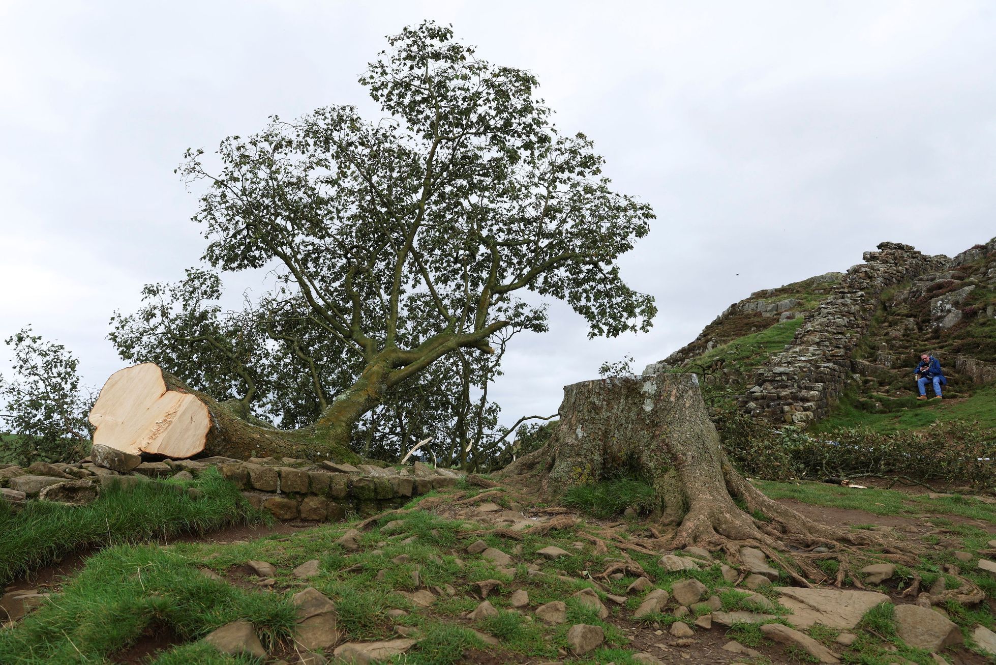 Sycamore gap, strom, Anglie