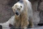 Petice nezabrala. Nejsmutnější medvěd na světě zůstává v zoo
