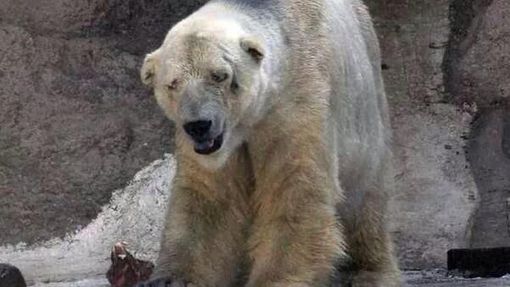 Lední medvěd Arturo je po smrti své družky v silné depresi.