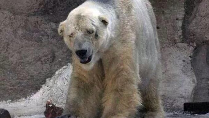 Lední medvěd Arturo je po smrti své družky v silné depresi.