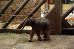 Sloní drama v ostravské zoo má zatím šťastný konec