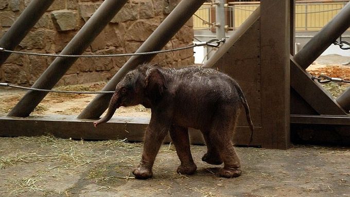 Ke slonímu samečkovi, který se narodil v březnu, přibyla o měsíc později i samička