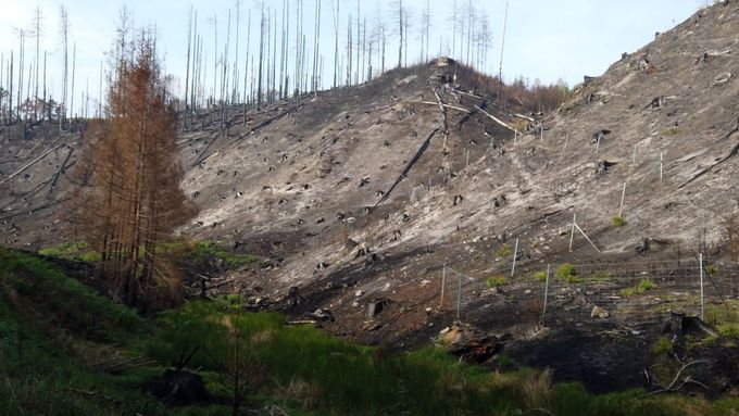 Záběry ukazují škody po lesním požáru v Českém Švýcarsku