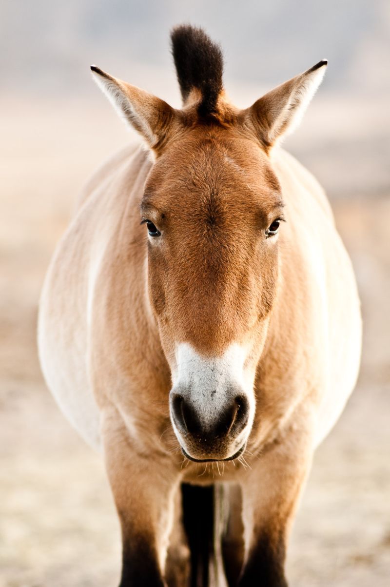 Koně Převalského v Mongolsku