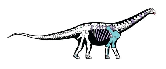 Takhle nějak mohl vypadat Mansourasaurus, jehož ostatky nalezli paleontologové v Egyptě.