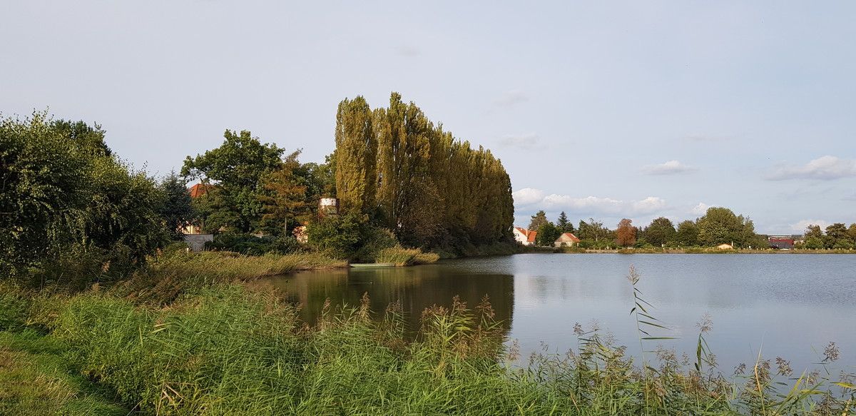 Topolová alej u Litovického rybníka