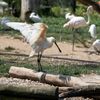 Zoo Dvůr Králové otevřela expozici o jihozápadní Africe zvanou West Cape