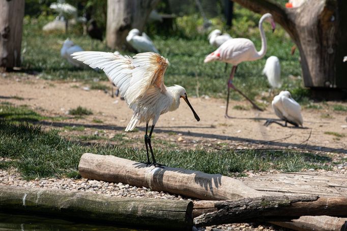 Zoo Dvůr Králové otevřela expozici o jihozápadní Africe zvanou West Cape.