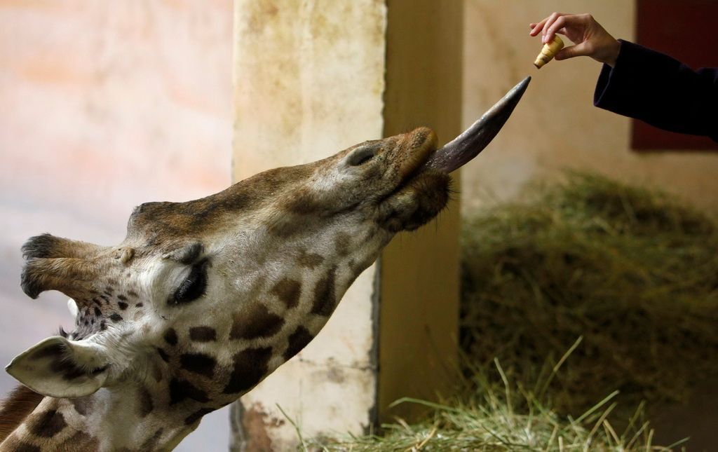 Zvířata v zoo - žirafa