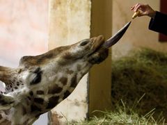 Žirafa si dokáže nakupování užít a náležitě vychutnat.