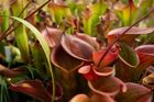 Smrtící vábení. Botanická zahrada představuje fascinující svět rostlinných predátorů