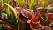 Smrtící vábení. Botanická zahrada představuje fascinující svět rostlinných predátorů