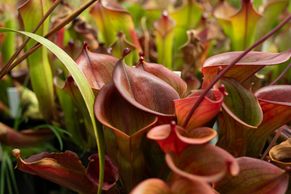 Smrtící vábení. Botanická zahrada představuje fascinující svět rostlinných predátorů