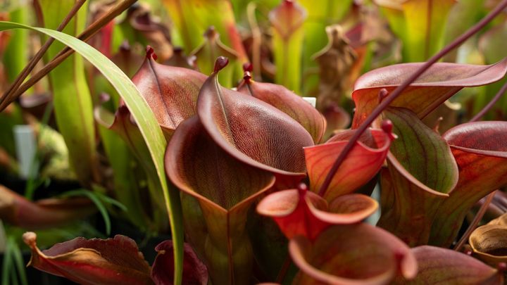 Smrtící vábení. Botanická zahrada představuje fascinující svět rostlinných predátorů; Zdroj foto: Botanická zahrada Praha