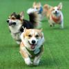 Vilnius, Corgi, pes, závody, Litva, přehlídka, zábava