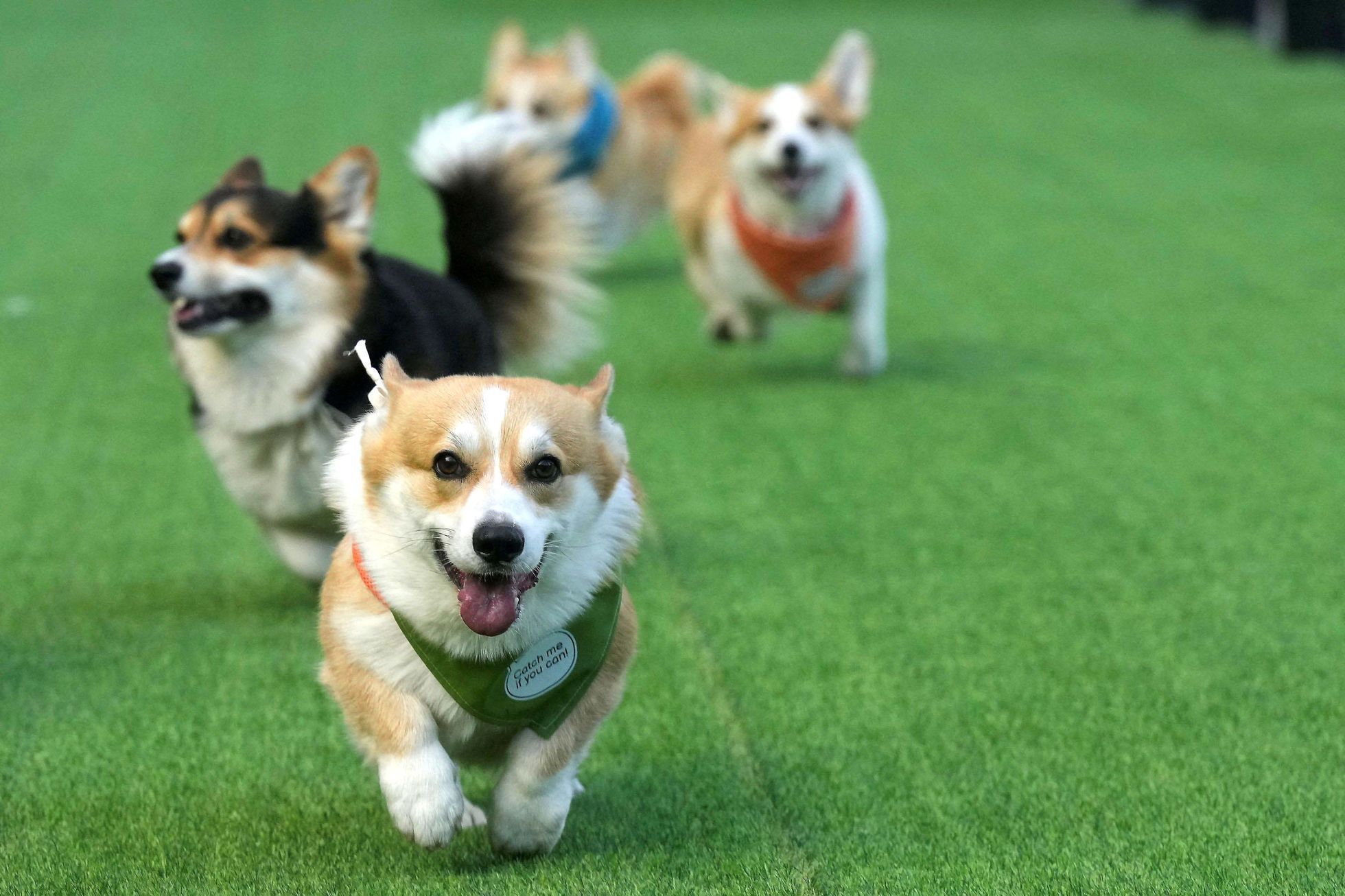 Vilnius, Corgi, pes, závody, Litva, přehlídka, zábava