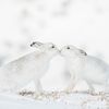 Wildlife Photographer of the Year 2023. Snímky nominované na cenu veřejnosti People Choice Award
