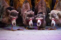 Cirkus s 60 zvířaty uvízl kvůli covidu v Belgii, už rok tu bydlí na parkovišti