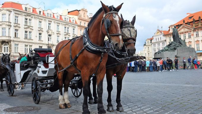 Praha nemá tolerovat zneužívání zvířat, je to archaická a turistická zábava, koním to způsobuje zdravotní problémy, vdechují zplodiny.