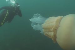 Obří medúza překvapila potápěče. Nic podobného jsem ještě neviděla, říká bioložka