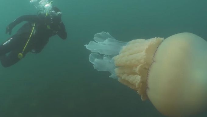 Medúza velká jako člověk překvapila potápěče v moři u Anglie