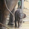 Slůně v ostravské ZOO