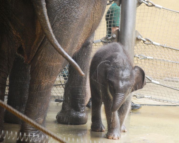Slůně v ostravské ZOO