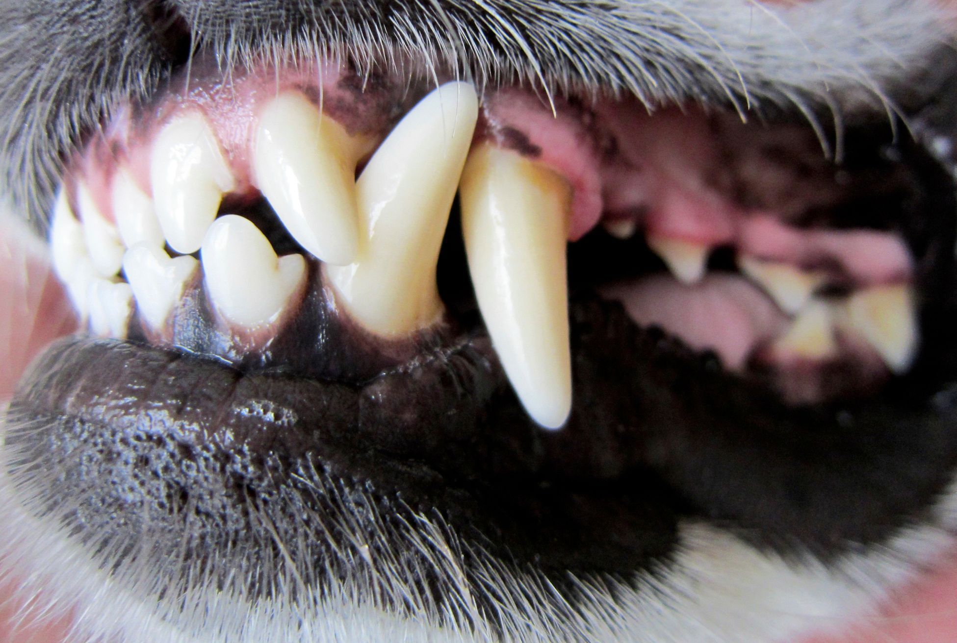 Psí zuby, ilustrační foto
