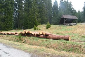 Šumava začala s kůrovcem bojovat jedy