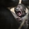 Mládě gorily Kijivu v pražské zoo