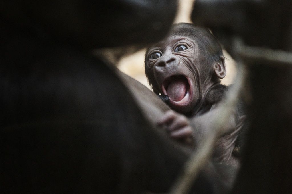 Mládě gorily Kijivu v pražské zoo