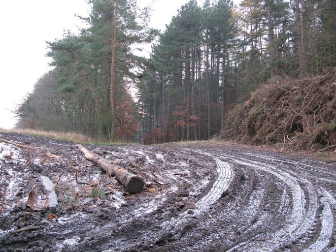 3. místo v kategorii Poškození lesa vlivem člověka: Jizvy po těžbě dřeva, Luďka Kasíková