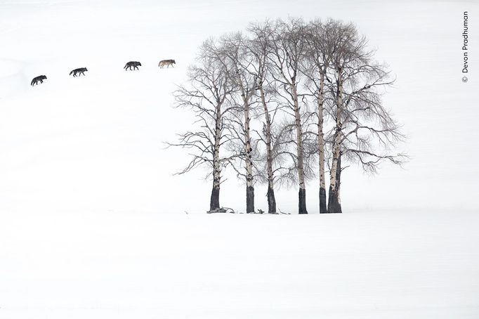 Fotografie ze soutěže Wildlife Photographer of the Year, které se utkají o cenu veřejnosti.