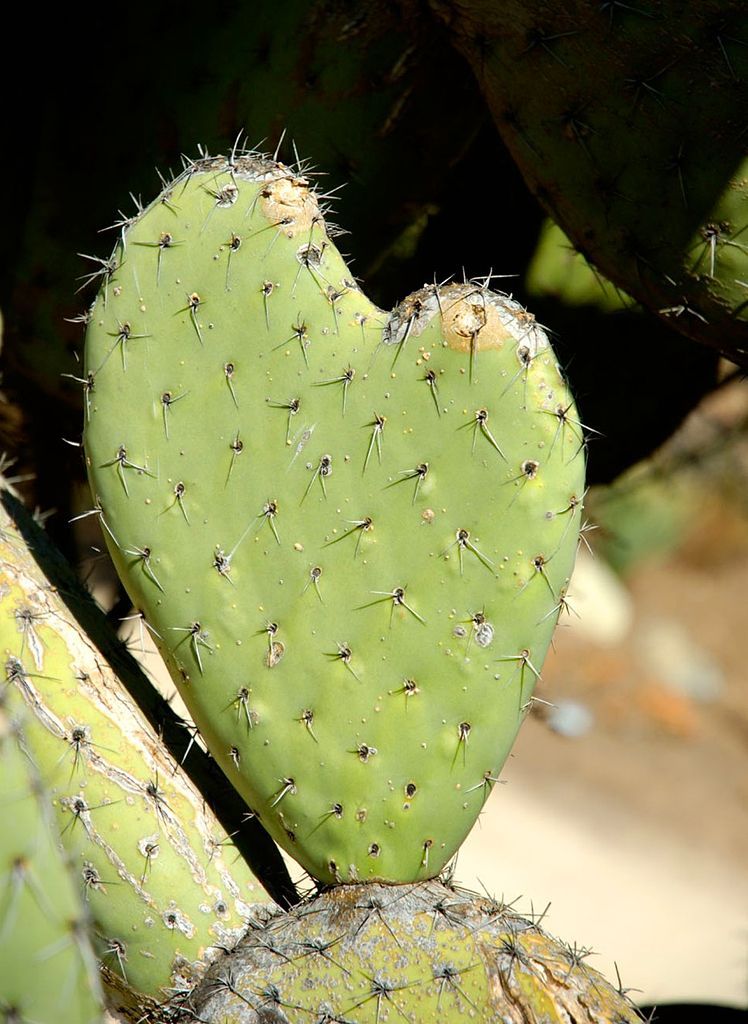 Obrazem: Fascinující podoby symbolu srdce v přírodě