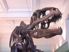 Gigantosaurus už není největším masožravým dinosaurem na světě. Objev v Argentině to potvrdil.