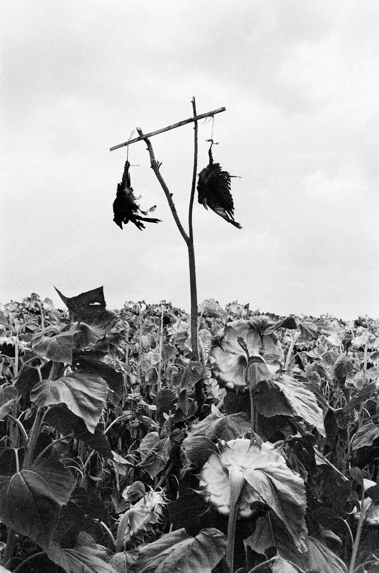 Jednorázové užití / Fotogalerie / Fascinující momentky brněnského fotografa Jaroslava Pulicara ukazují vizualitu bytí