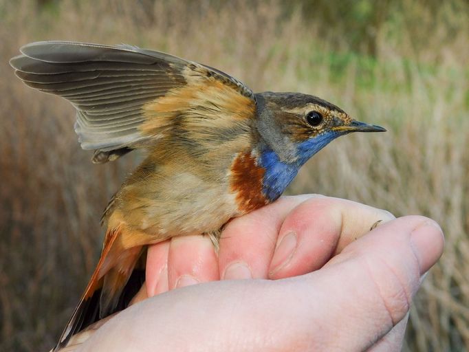 Péčí o tuto a další cenné lokality na Jižní Moravě se zabývá pracovní skupina ENVIROP působící na Ústavu botaniky a zoologie Přírodovědecké fakulty Masarykovy univerzity.