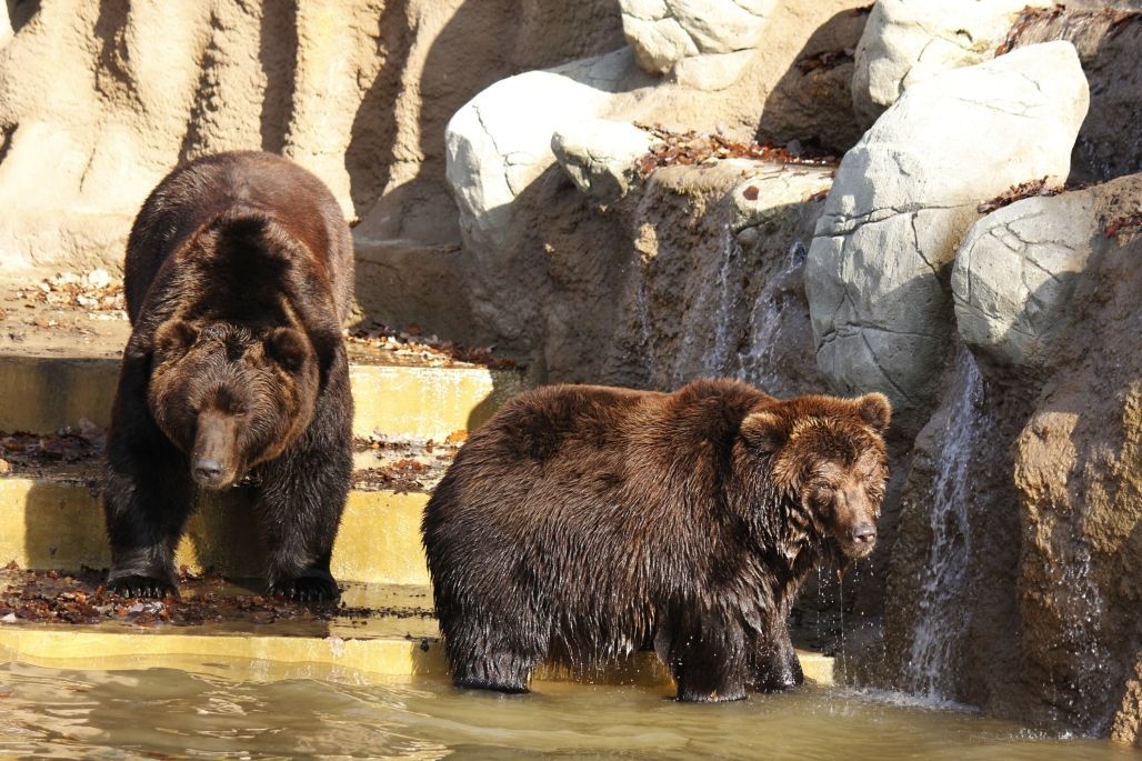 Zoo Brno - Medvěd Jelizar