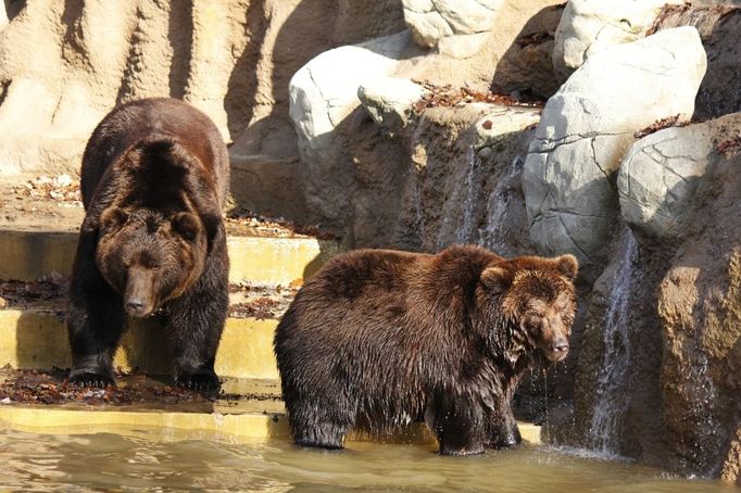 Jelizar a Kamčatka jsou jména zřejmě nejatraktivnějšího přírůstku brněnské zoo v roce 2010. Pár sedmnáctiletých medvědů kamčatských, které žádná jiná tuzemská zahrada nechová, se nastěhoval do moderního výběhu v expozici  Beringia. Už samotný transport Z Rostova na Donu nebyl nic jednoduchého. Speciální převozní bedny musely být vyrobeny tak, aby se v nich mohutná zvířata cítila pohodlně, ale současně aby jejich hmotnost „udržely". Využita byla i těžká technika, včetně jeřábů. Stačilo však, aby se medvěd uvnitř opřel o jednu strany bedny, a mohl si připadat jako na houpačce.  Osud Jelizara i Kamčatky kopíruje životní příběh i mnohých dalších kamčatských medvíďat. Do rostovské zoo, kde v betonovém, nepříliš útulném prostoru za mřížemi prožili svůj dosavadní život, se oba dostali jako osiřelá medvíďata. Do brněnského výběhu šli možná i proto bez větších potíží, což nebývá úplně běžné. Někdy zvíře odmítá vylézt několik dnů. Zřejmě také kvůli stresu z cesty po nějakou dobu sice nevěděli, co dělat - Jelizar se začal systematicky zahrabávat na jednom místě, Kamčatka se zase schovala nedaleko ohrady.  Postupně se ale začali s výběhem seznamovat a hledají znovu cestu i k sobě navzájem. Brněnští chovatelé si od páru slibují mláďata. Dvojice už spolu navíc v Rostově medvíďata zplodila. Není tedy důvod, proč by se Kamčatka v Brně nemohla znovu stát matkou. Na svoji první středoevropskou zimu se medvědi "uložili" do svých boxů, kde mírně pospávali, o tvrdém zimním spánku ale nemůže být řeč.  Přestože zvlášť obrovský a statný bohatýr Jelizar budí dojem, že denně spořádá tuny masa, není tomu úplně tak. Medvědi kamčatští totiž trochu klamou tělem - ve skutečnosti jsou důslednými všežravci. Maso samozřejmě mají rádi, ale vůbec jim nevadí, zvláště v časech nouze, spokojit se s vegetariánským jídelníčkem a klidně konzumují borůvky, brusinky, semena jasanů a borovic či trávu. Nemají nic ani proti "hodování" na mršinách, především ryb a vodních savců. Tomu je přizpůsoben i jídelníček v zoo. Z ryb tu dostávají sledě, spokojeně se cpou ale i jablky, mrkví, řepou, okurkami nebo ovesnými vločkami či chlebem. Jelizar si musí trochu odvykat své závislosti na cukru, kterého v Rostově prý klidně a rád spolykal krabici denně (a na jeho zubech je to poznat). Na jižní Moravě musí jeho touhu po sladkém uspokojit trocha medu.